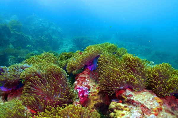 Foto van anemonen bij Anemone Reef, Phuket.