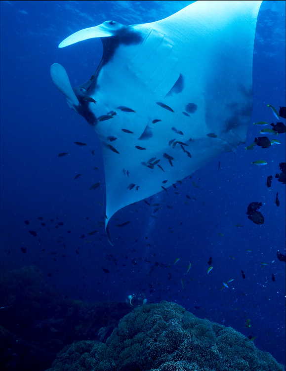 Photo of a manta ray at Koh Bon.