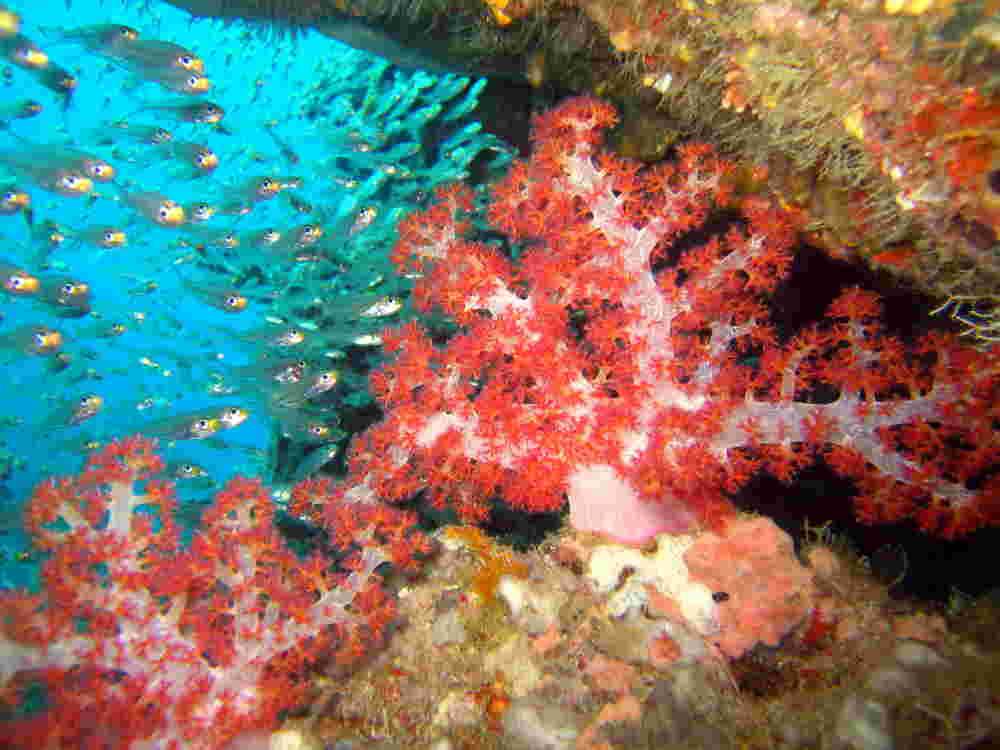 Beautiful red corals and many fish at Hin Daeng, red Rock, with Phuket dash Scuba.
