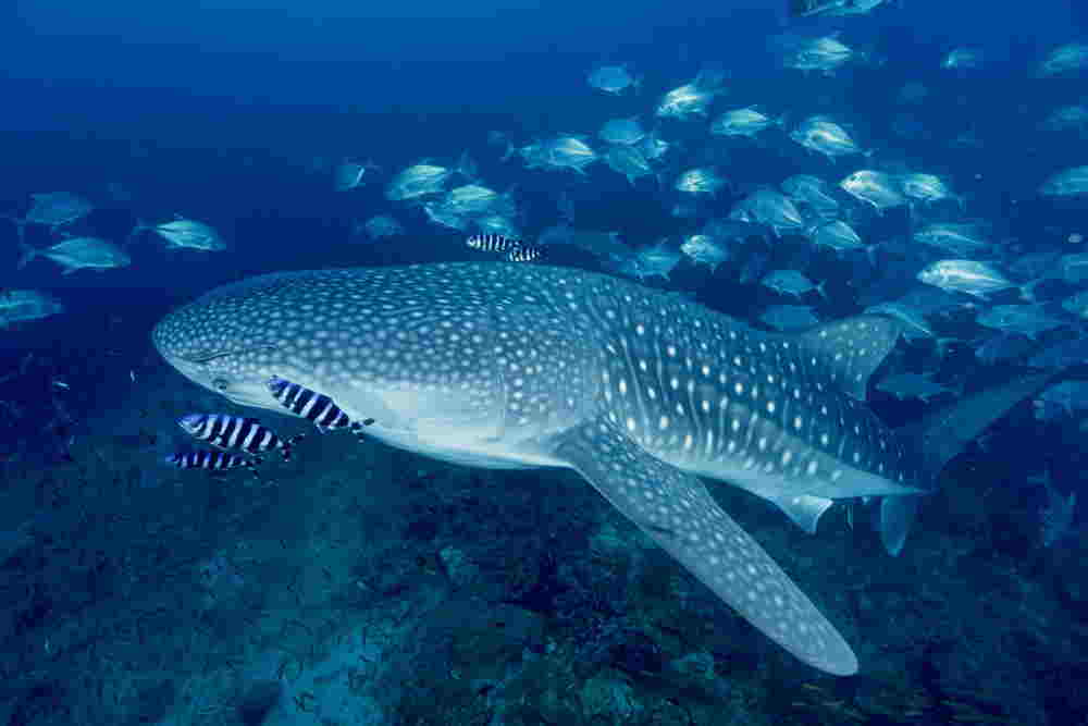 Photo of a whaleshark at Hin Muang or Purple Rock from Phuket dash Scuba.