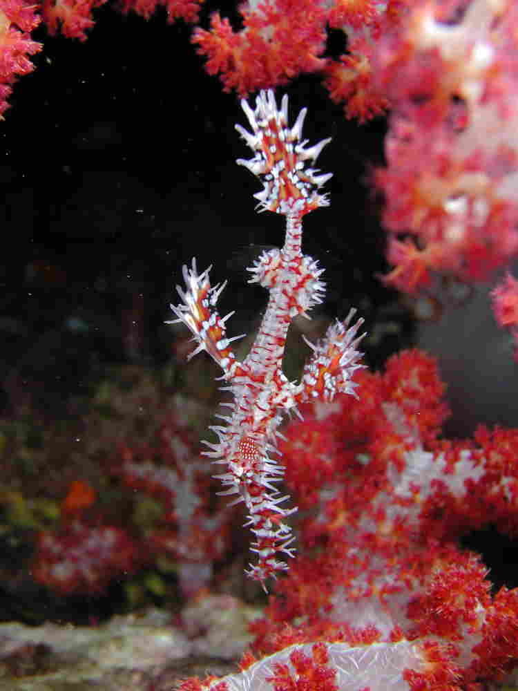 Ghost pipe fish hiding in the corals with Phuket dash Scuba.