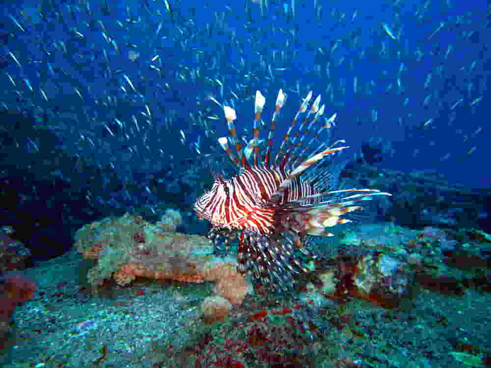 Photo of a lionfish with a scorpionfish at our Kata Beach housereef.