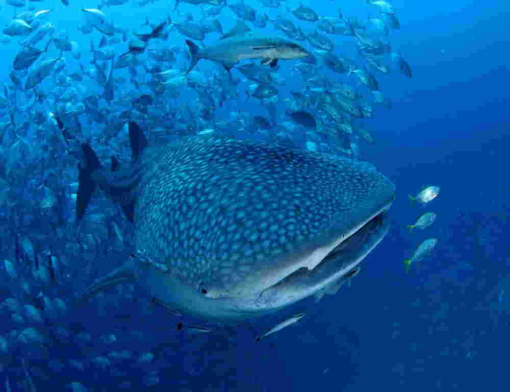 Photo of whaleshark at Richelieu Rock, Similans liveaboards diving with Phuket dash Scuba.